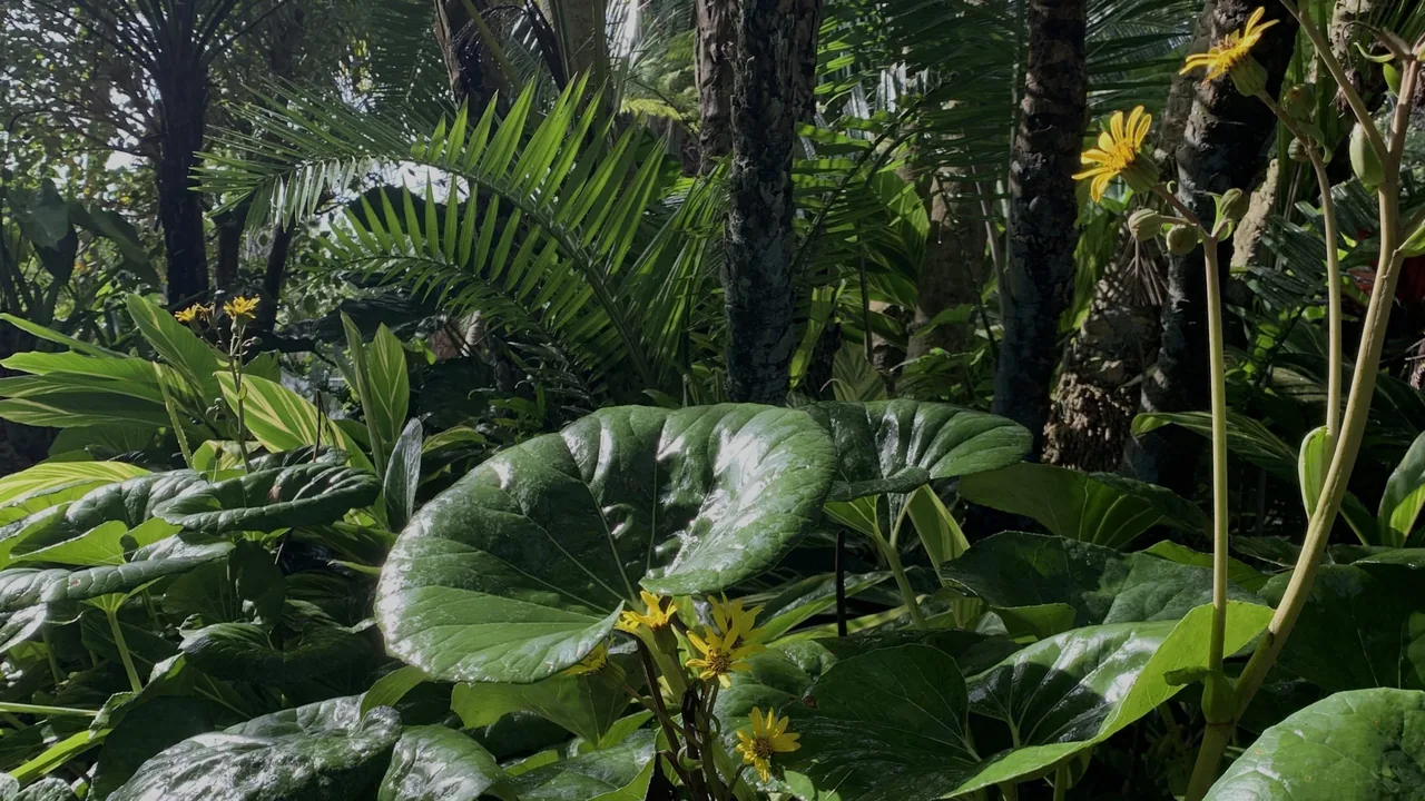 Mounts Botanical Garden